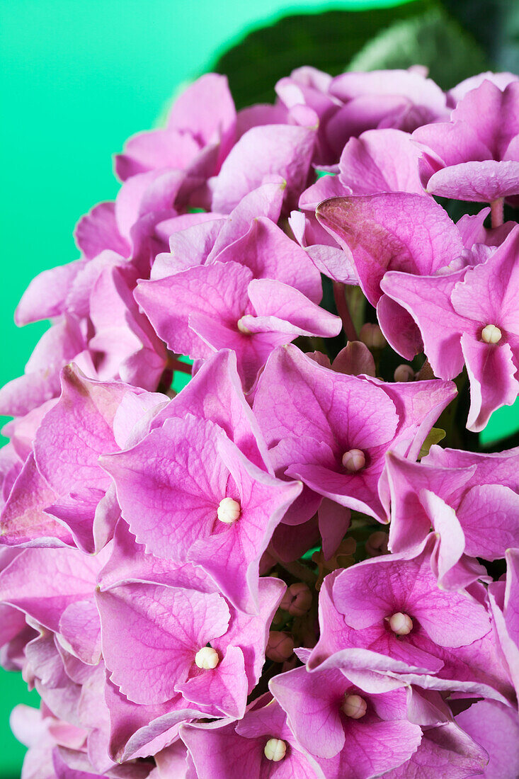 Hydrangea macrophylla, rosa