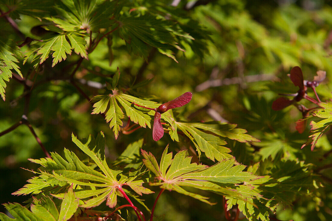 Acer japonicum 'Aconitifolium' (Aconitifolium)