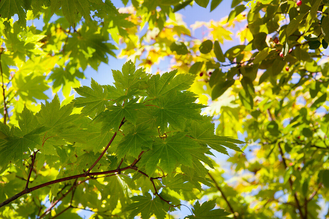 Acer japonicum 'Vitifolium'