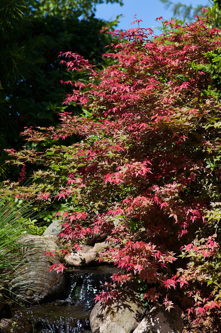 Acer palmatum 'Corallinum'