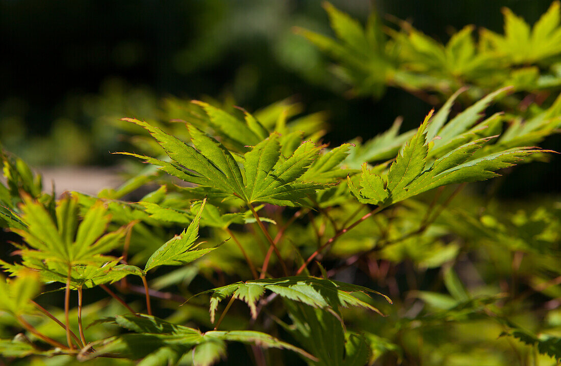 Acer palmatum 'Green Trompenburg'