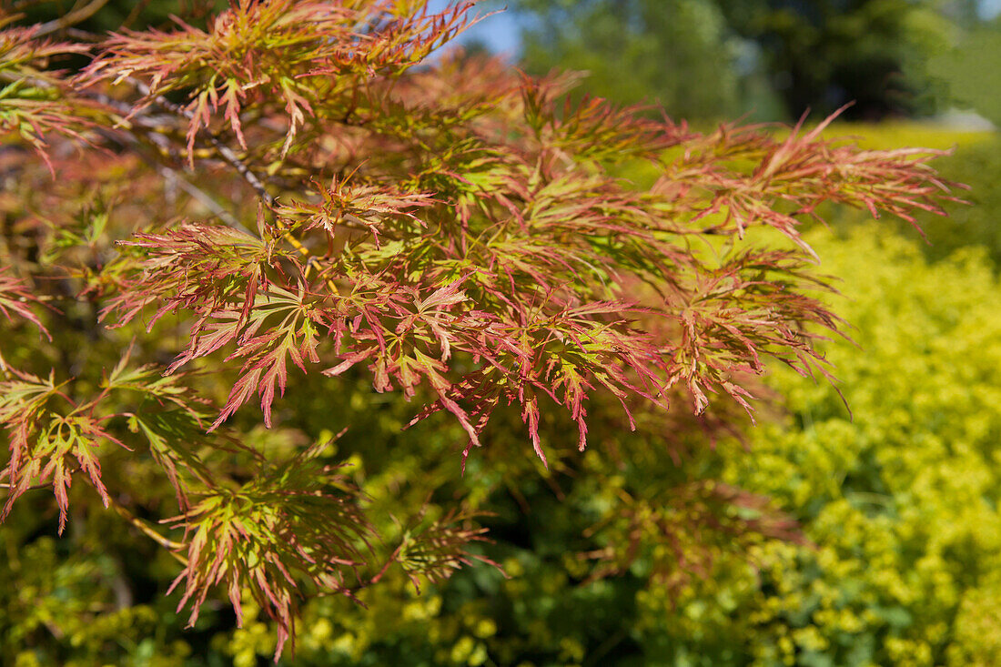 Acer palmatum 'Baldsmith'