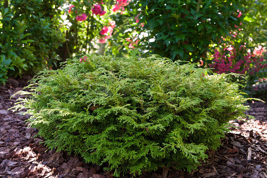 Chamaecyparis lawsoniana 'Mininova'