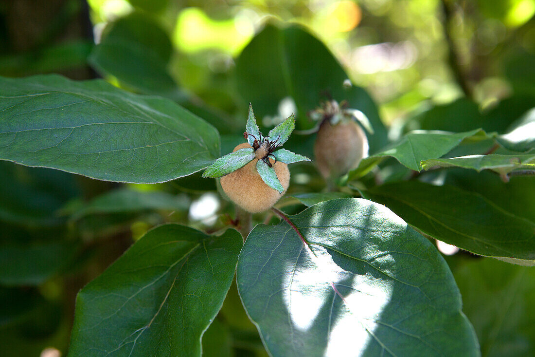 Cydonia oblonga 'Konstantinopeler Apfelquitte'