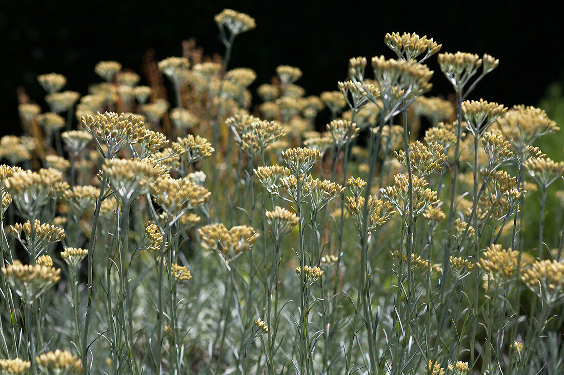 Helichrysum italicum