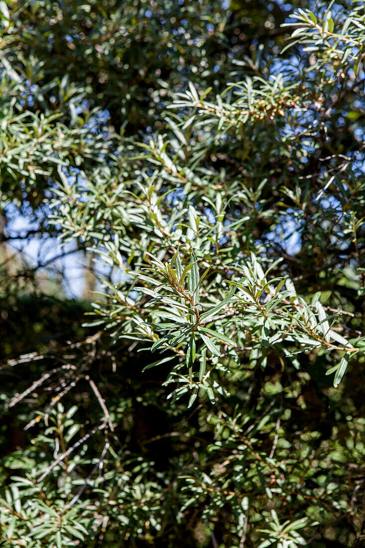 Hippophae rhamnoides Pollmix