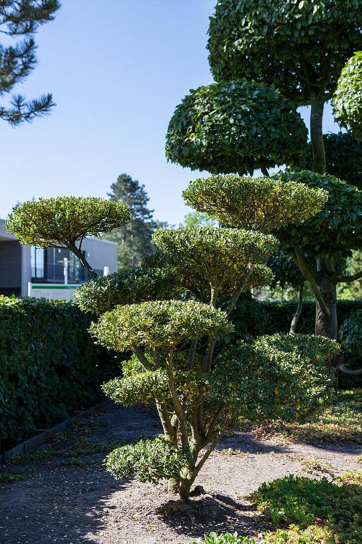 Ilex crenata 'Green Hedge' 20 years old