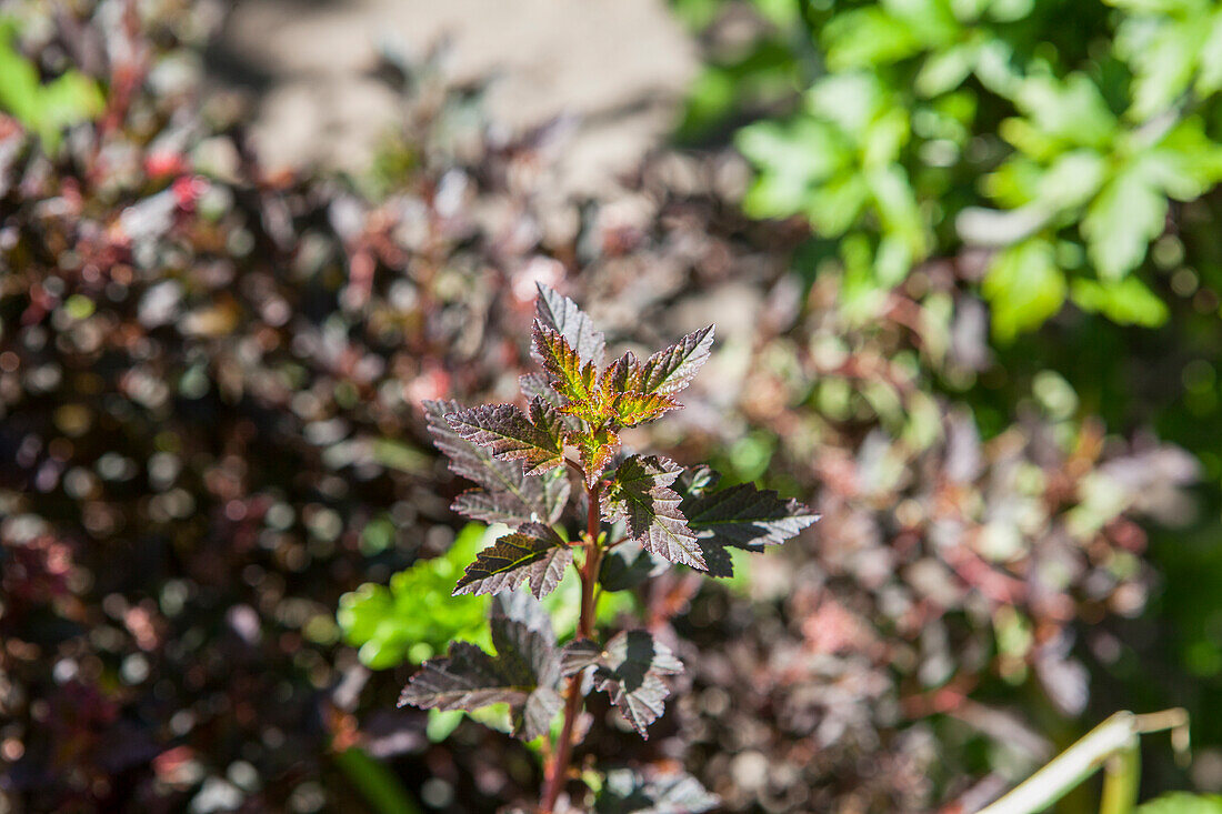 Physocarpus opulifolius 'Little Devil'