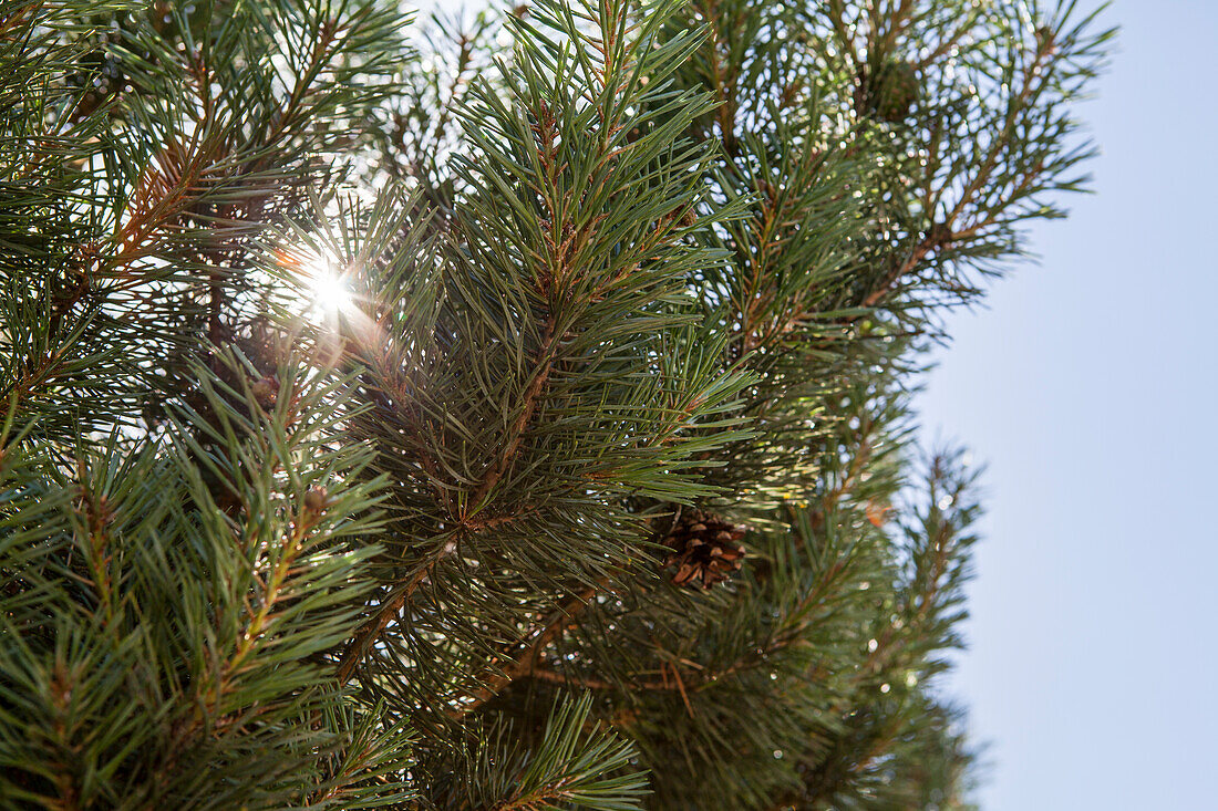 Pinus sylvestris 'Type Norway'