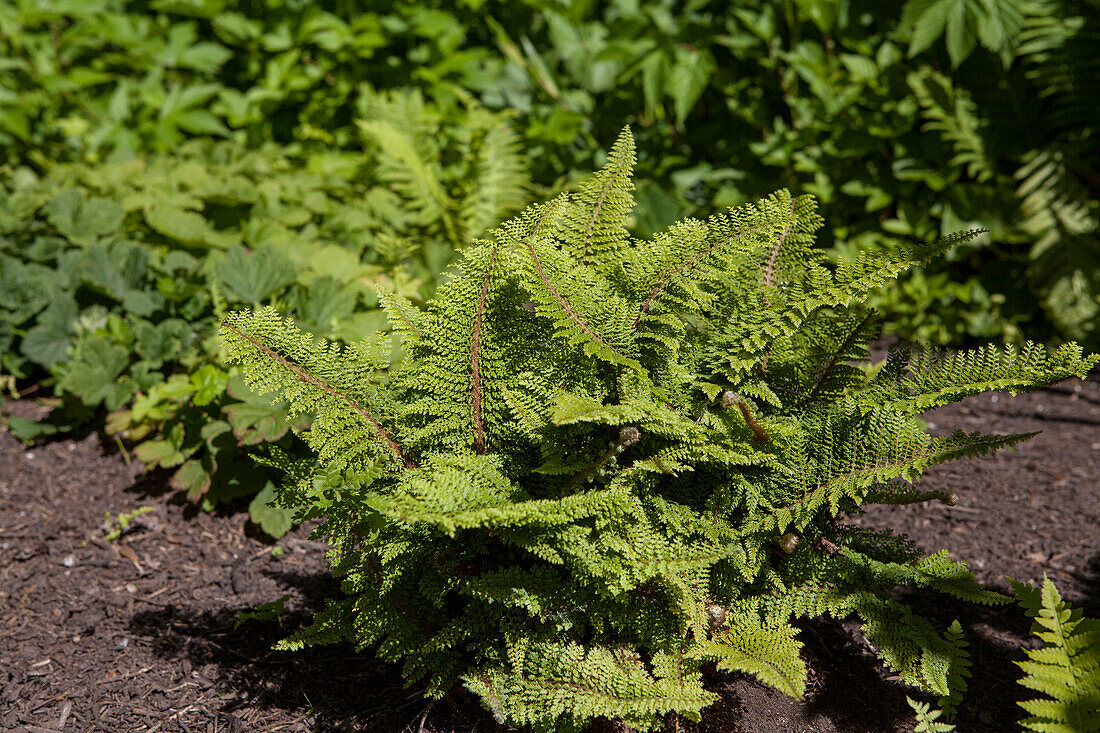 Polystichum setiferum 'Plumosum Densum'