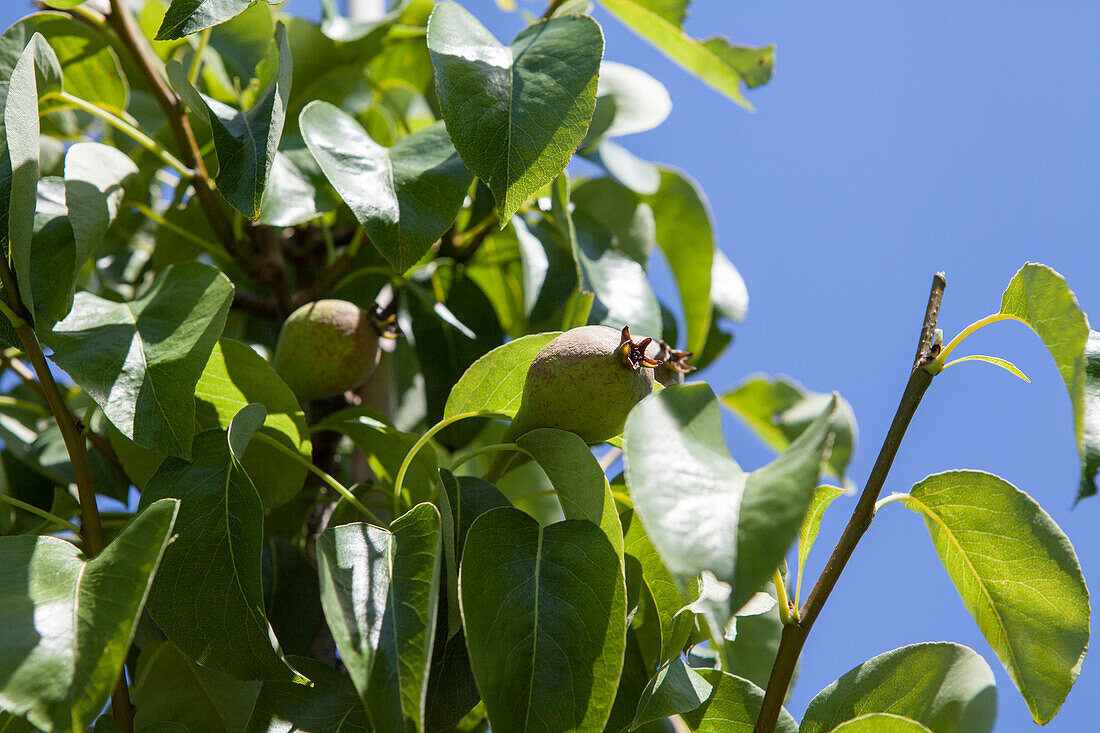 Pyrus communis 'Decora'