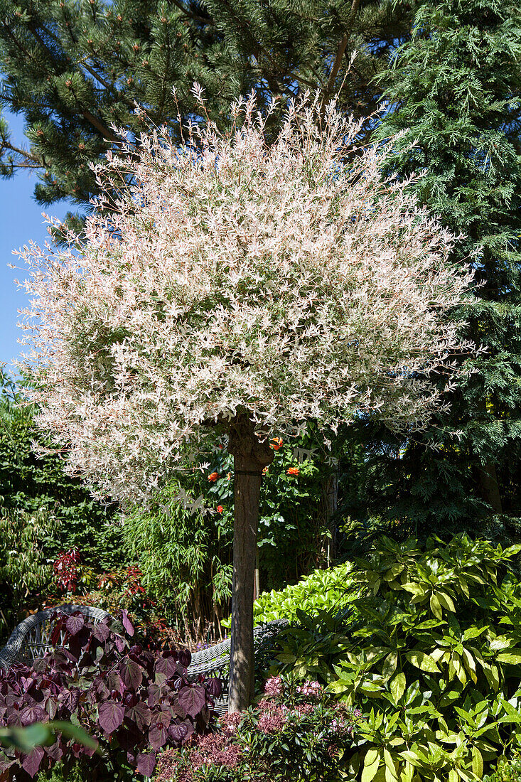 Salix integra 'Hakuro Nishiki'