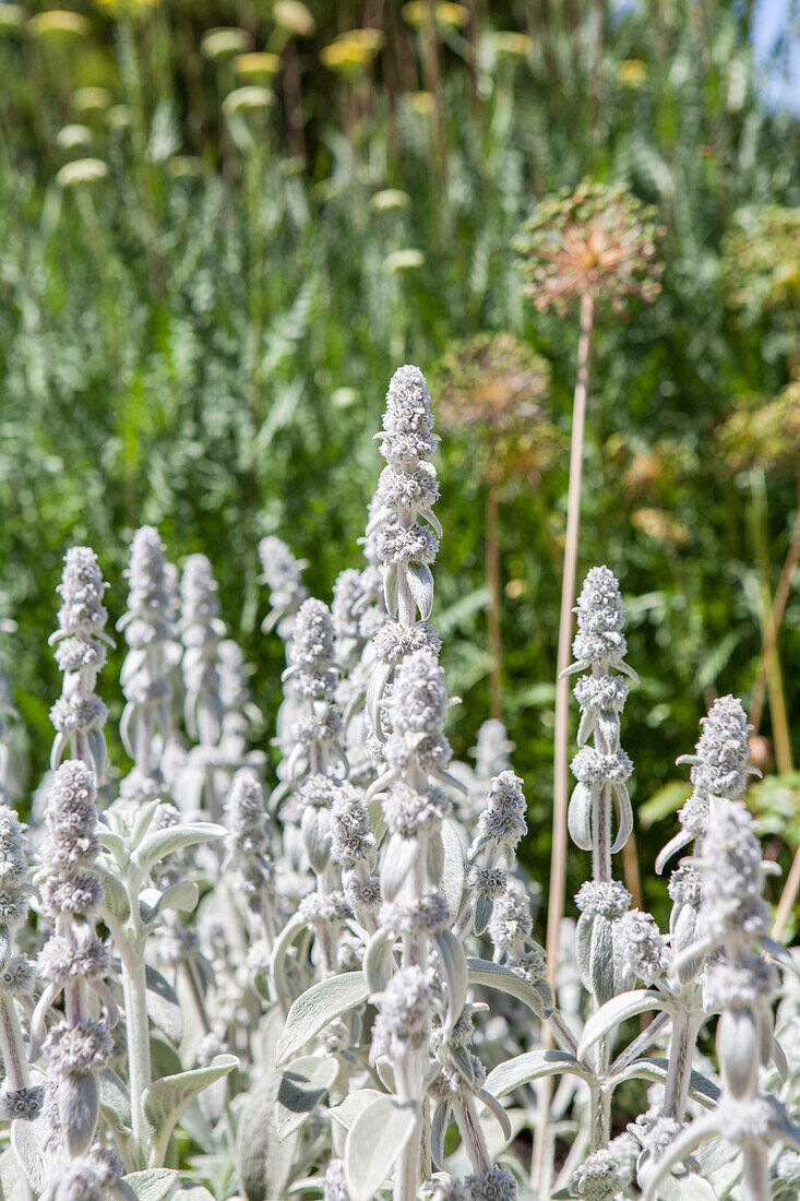 Stachys bizantina 'Silver Carpet'