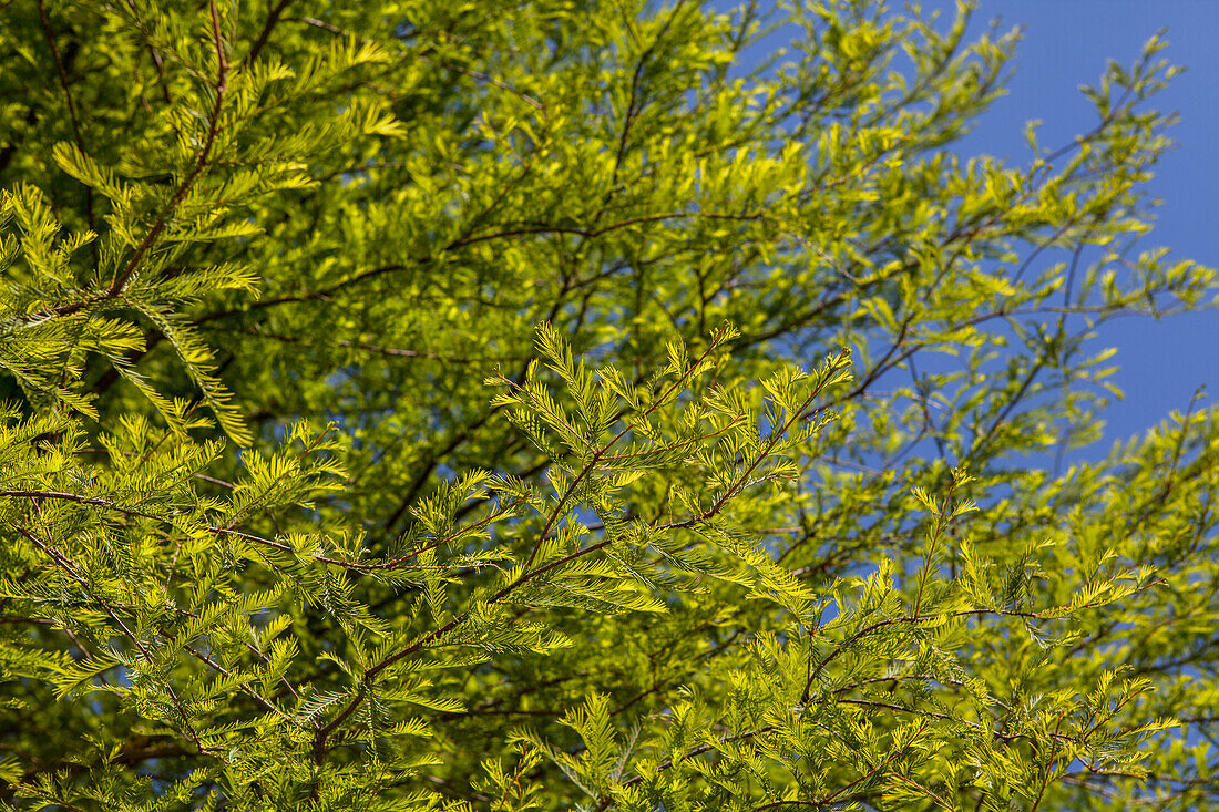 Taxodium distichum