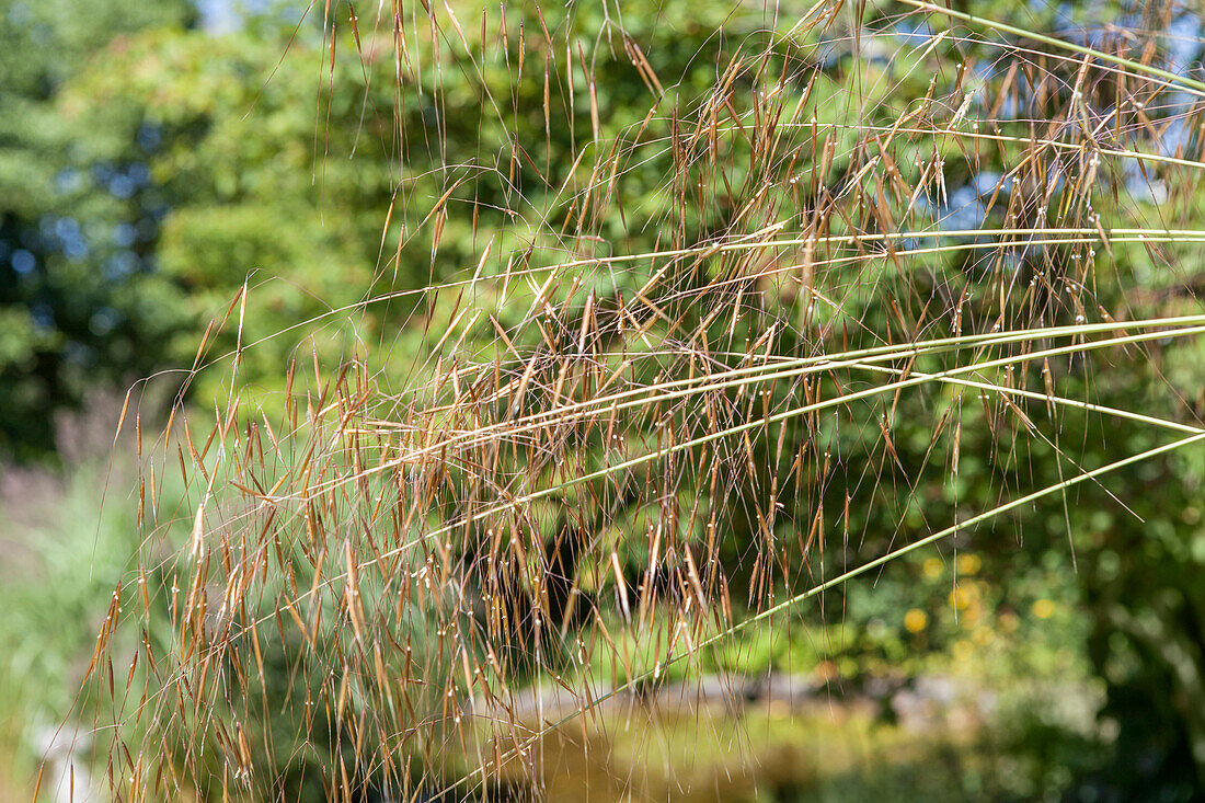 Ornamental grasses