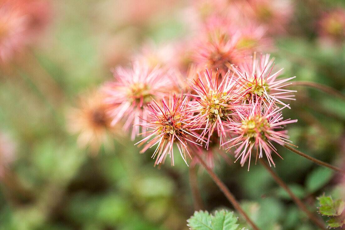 Acaena microphylla