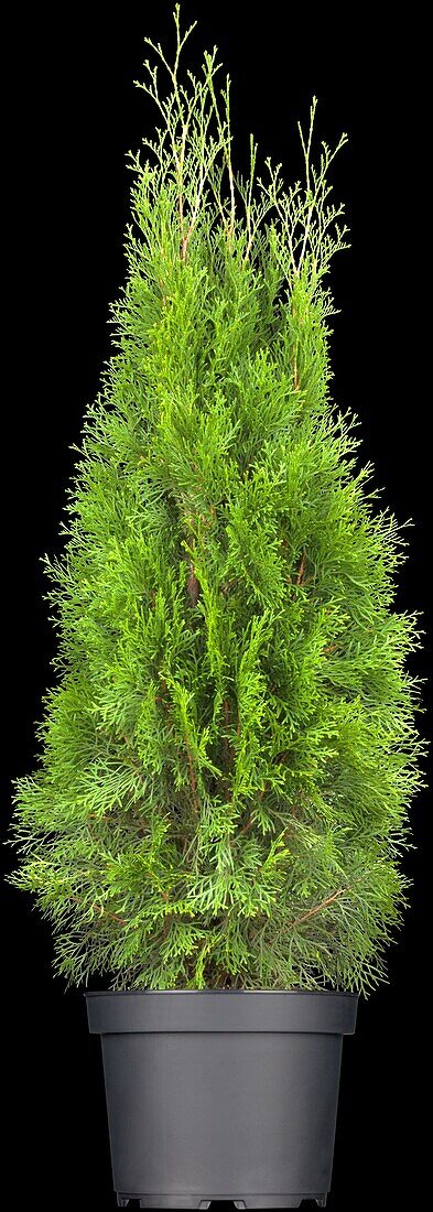 Thuja occidentalis 'Emerald