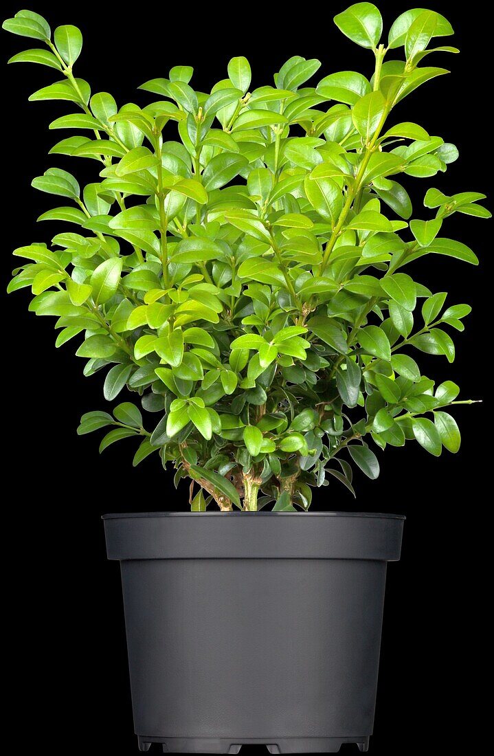 Buxus sempervirens 'Blauer Heinz' (Blue Heinz)