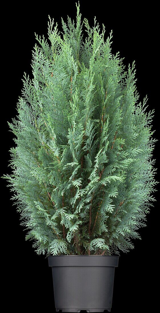 Chamaecyparis lawsoniana 'Columnaris