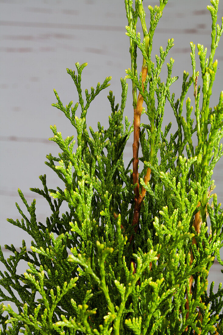 Thuja occidentalis 'Smaragd'