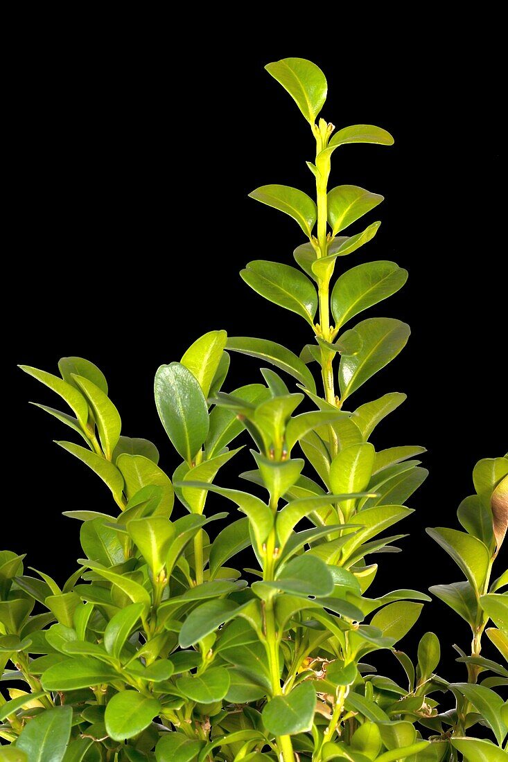 Buxus sempervirens var. arborescens