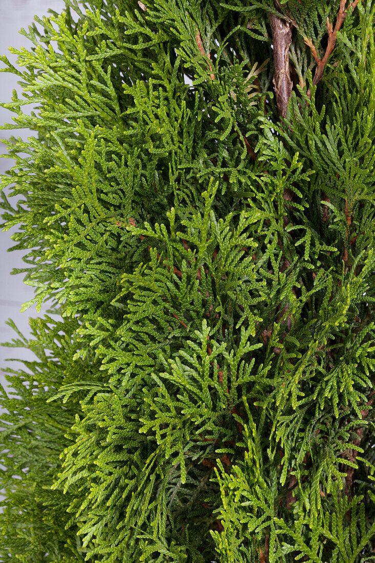 Thuja occidentalis 'Smaragd'