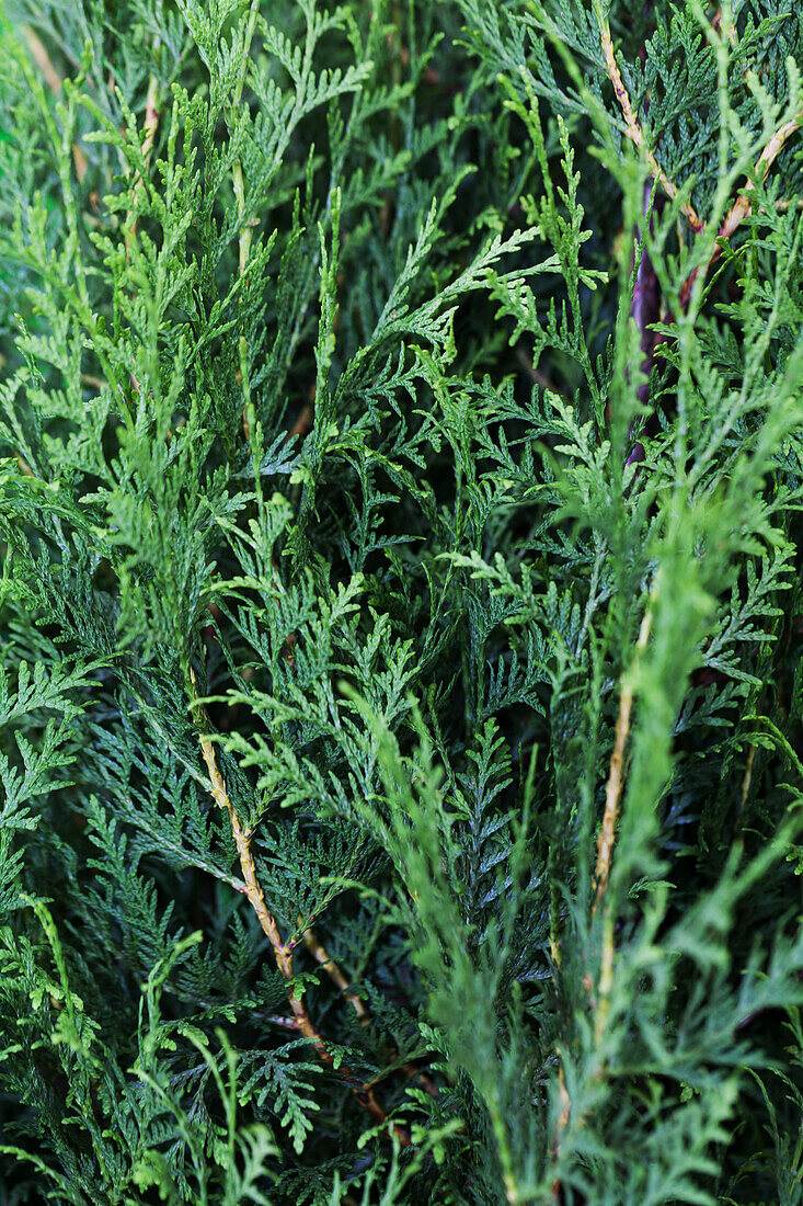 Chamaecyparis lawsoniana 'Columnaris'