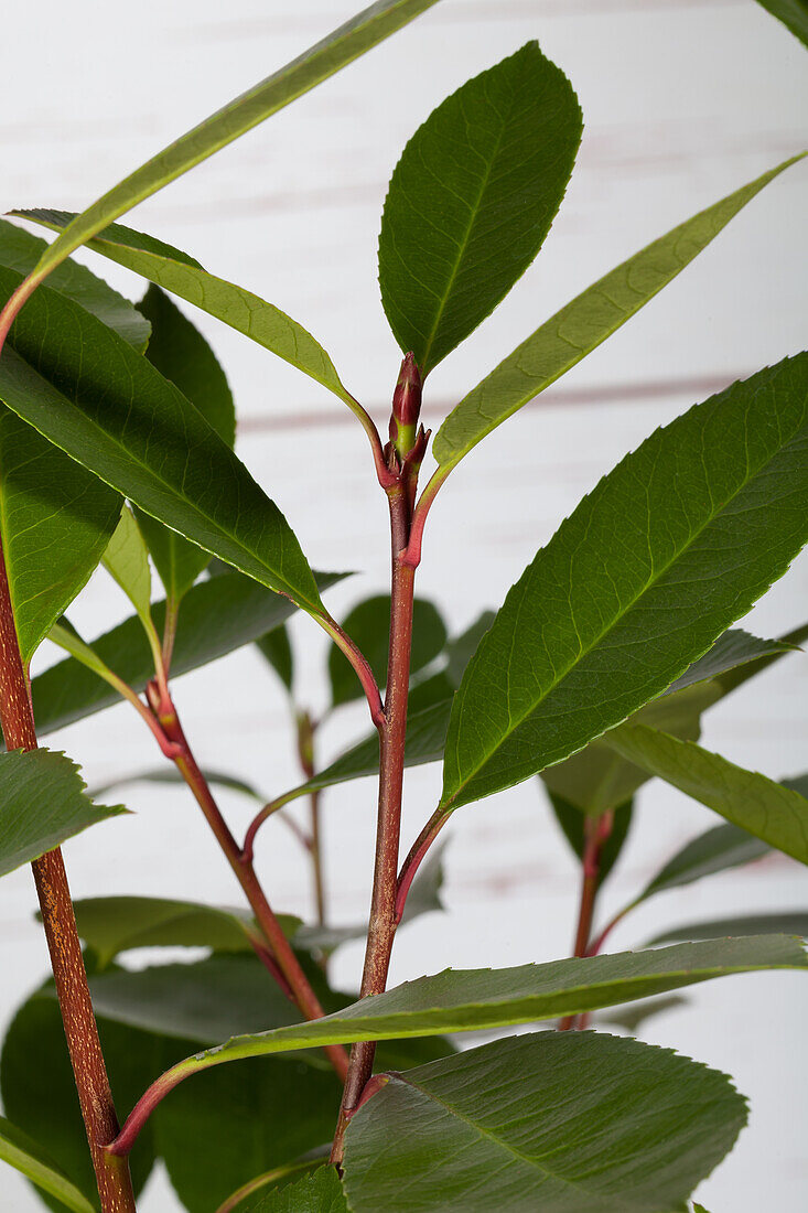 Photinia fraseri 'Red Robin'