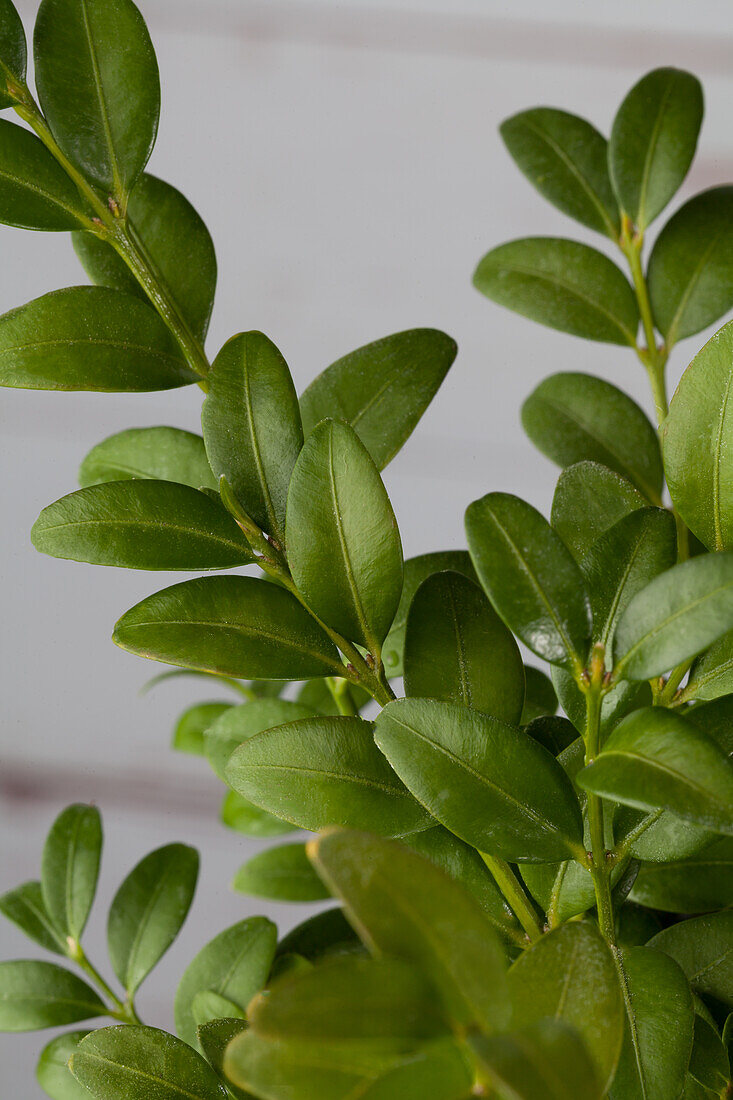 Buxus sempervirens 'Blauer Heinz' (Blue Heinz)