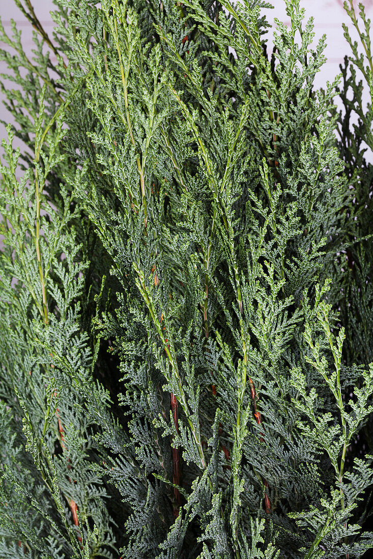 Chamaecyparis lawsoniana Columnaris