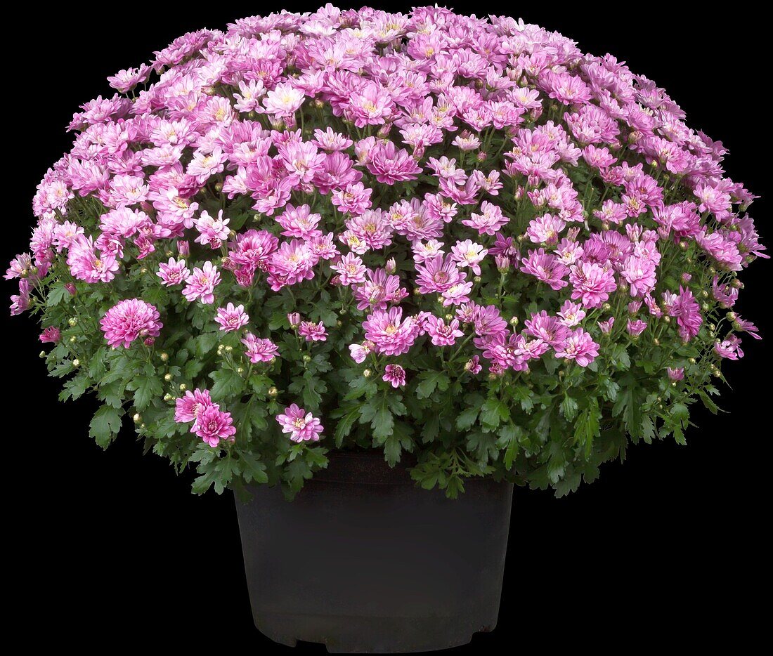 Chrysanthemum indicum, pink