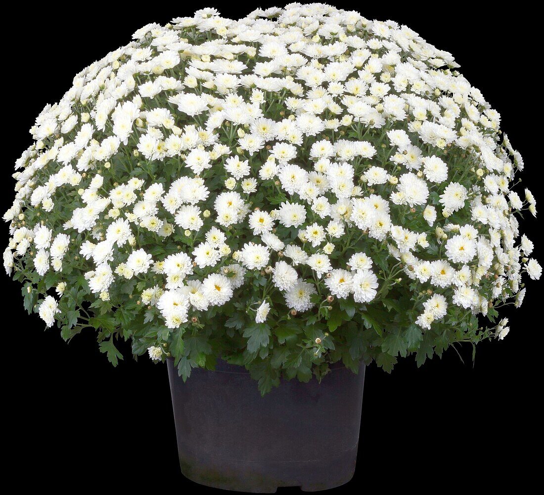 Chrysanthemum indicum, white