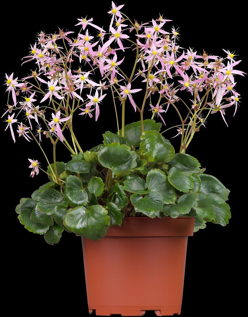 Saxifraga cortusifolia var. fortunei