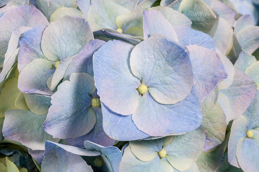 Hydrangea macrophylla