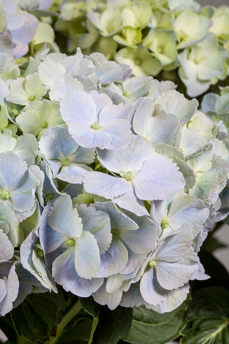 Hydrangea macrophylla