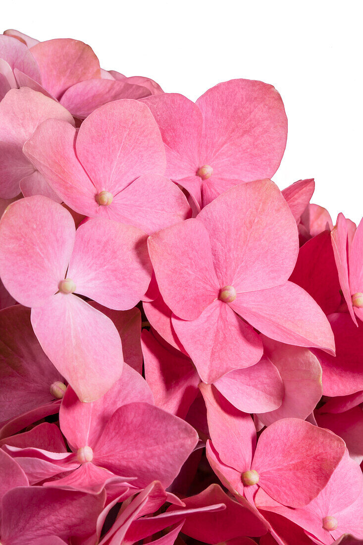 Hydrangea macrophylla, rot