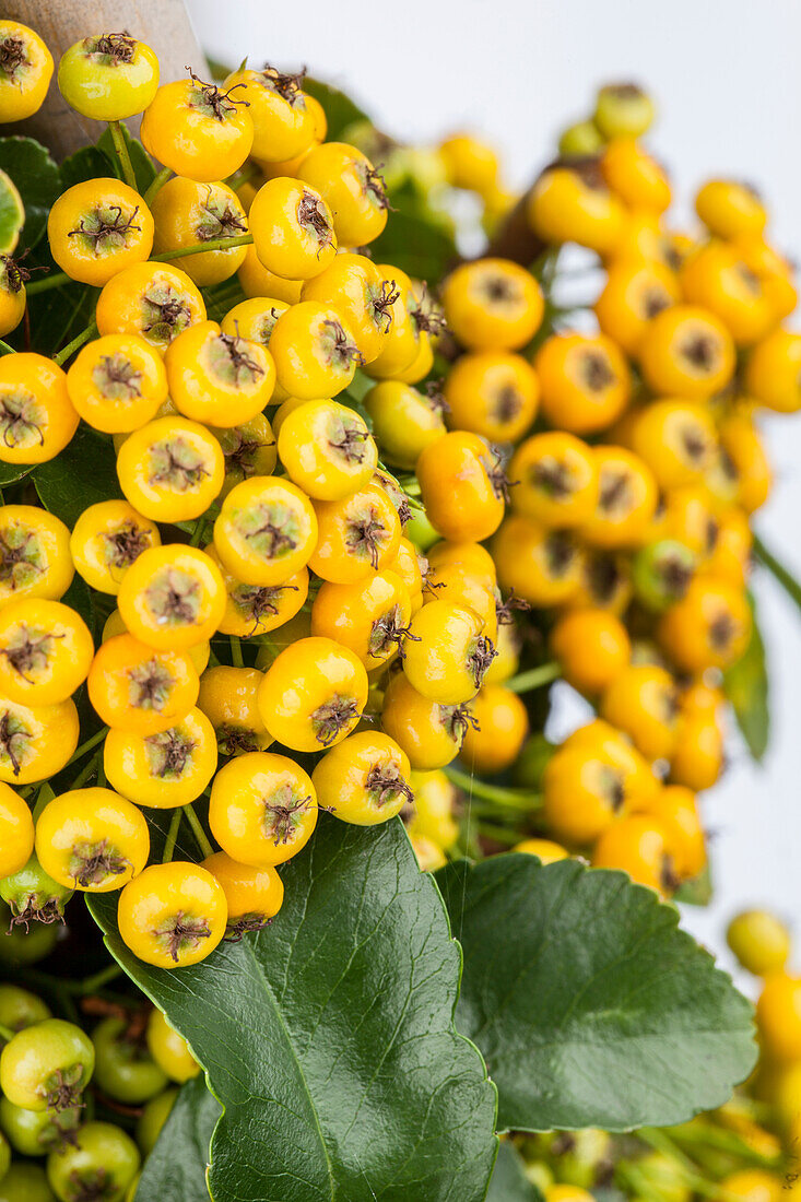 Pyracantha coccinea 'Soleil d'Or'