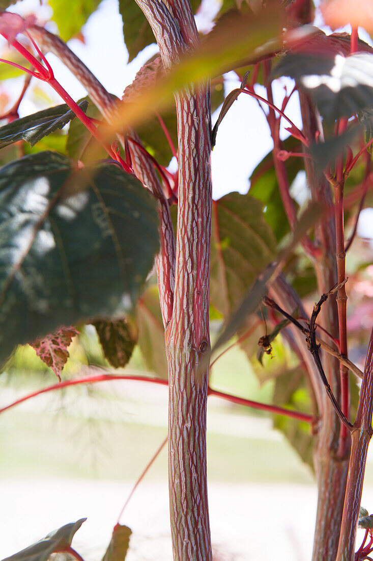 Acer conspicuum 'Red Flamingo