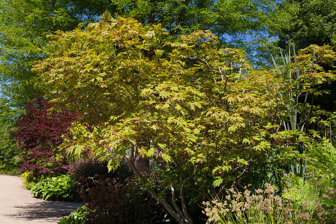 Acer japonicum 'Aconitifolium'