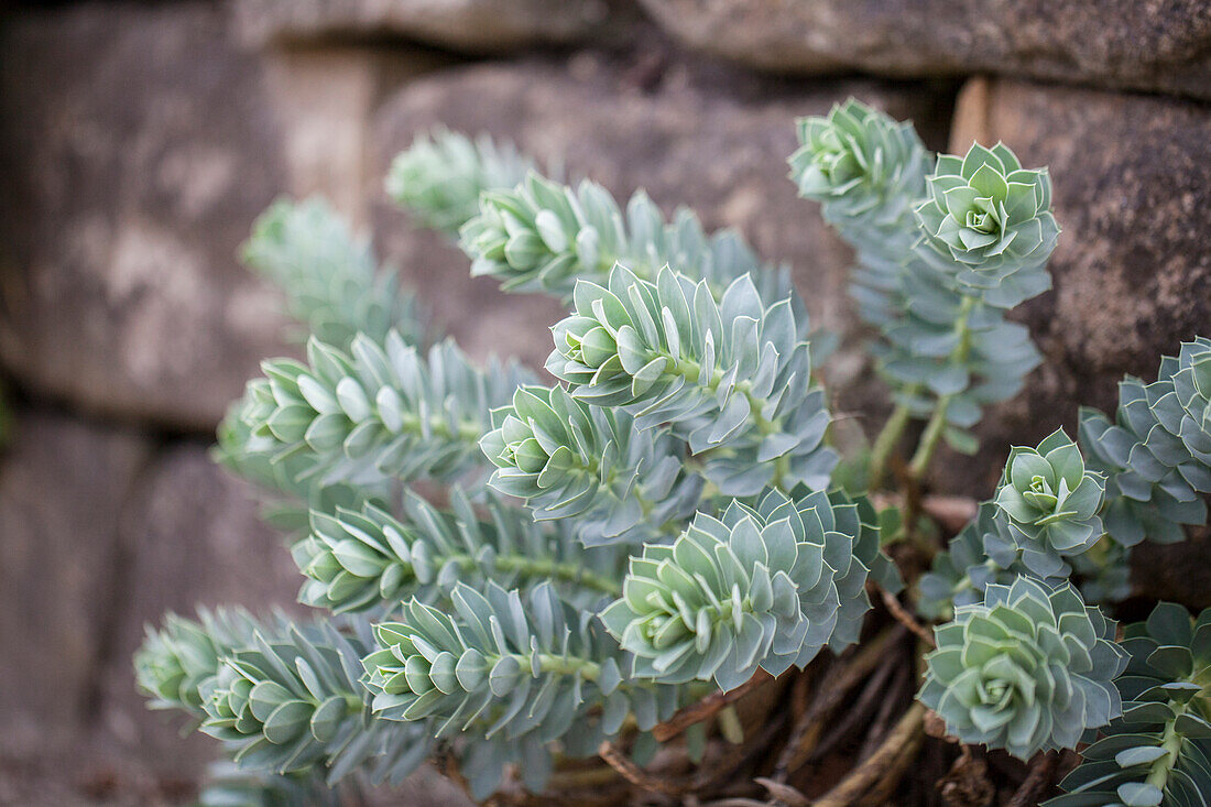 Euphorbia myrsinites