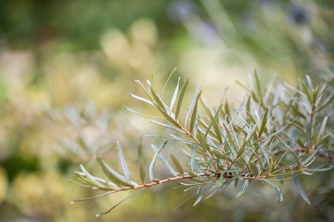 Hippophae rhamnoides