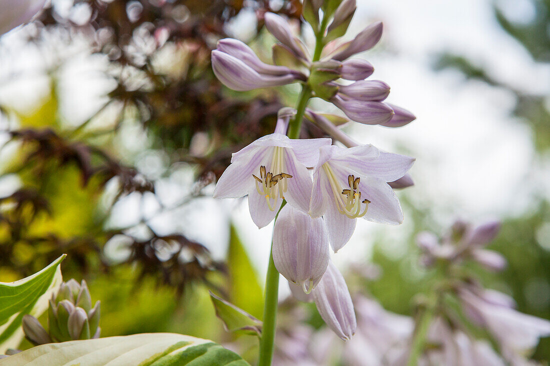 Hosta