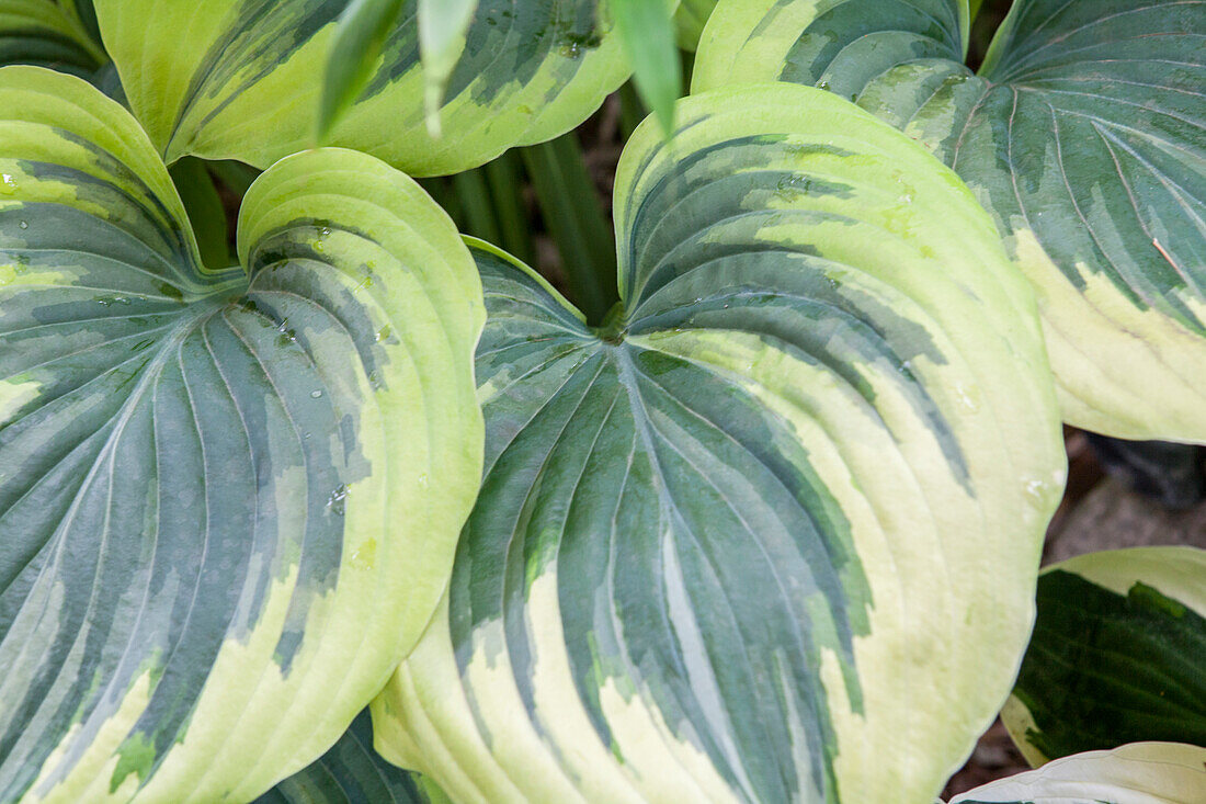 Hosta 'Liberty