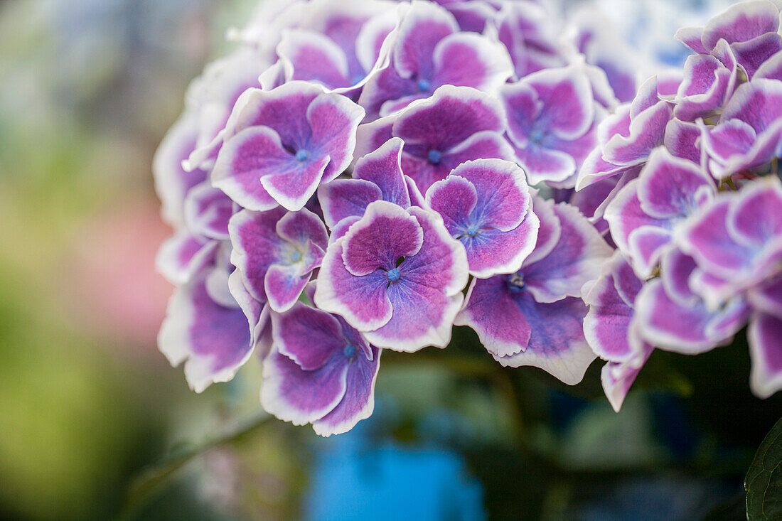 Hydrangea macrophylla 'Bavaria'®