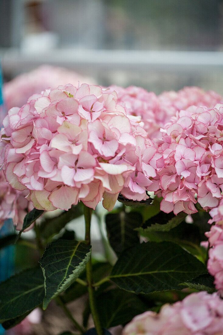 Hydrangea macrophylla 'Chique'®