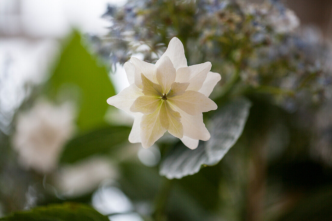 Hydrangea macrophylla 'Fireworks White'®