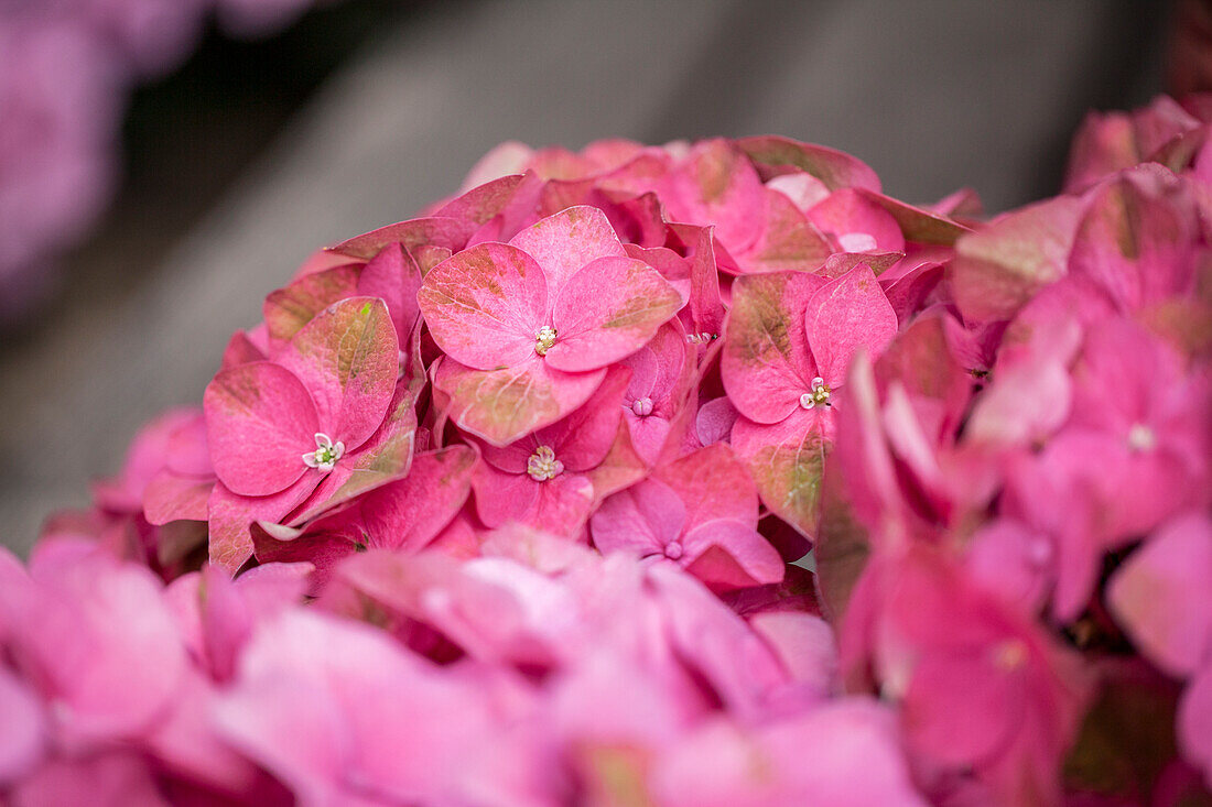 Hydrangea macrophylla 'Green Shadow'(s)