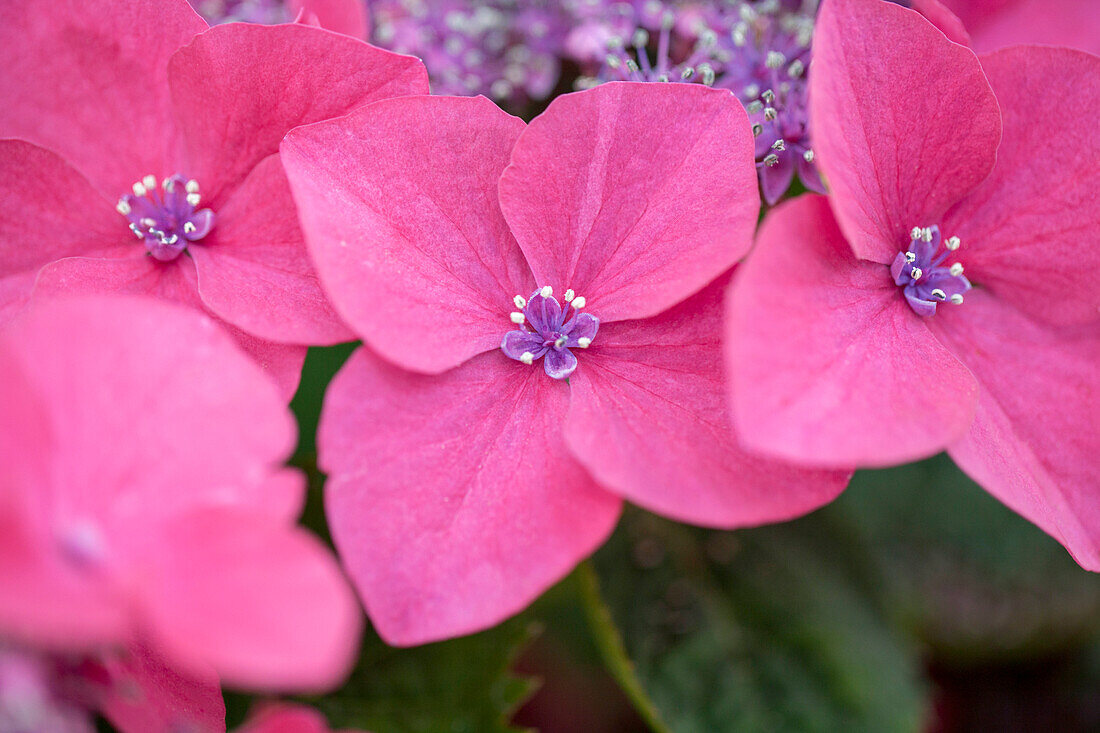 Hydrangea macrophylla 'Kardinal'