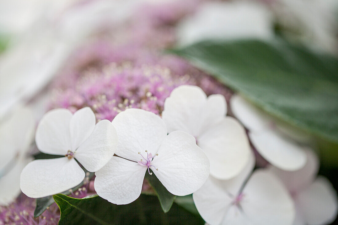 Hydrangea macrophylla 'Dragonfly