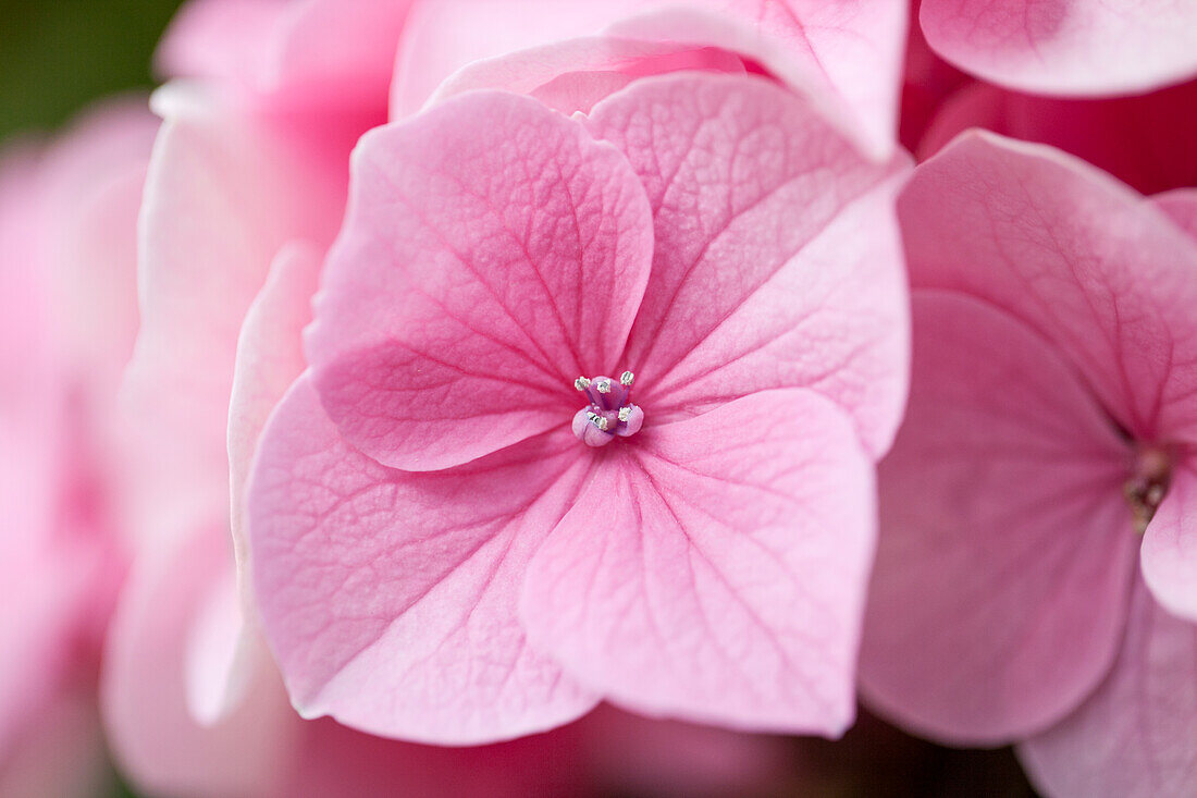 Hydrangea macrophylla 'Messalina'